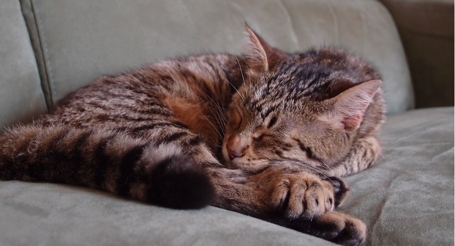 Chat qui dort